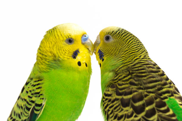 istock A pair of common parakeets budgerigar bird  isolated on white background 1370131258