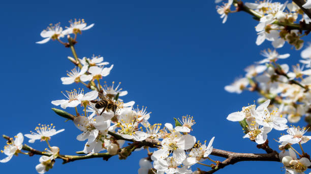 istock Bee collecting pollen from a flower 1370132447