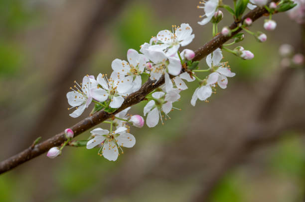 istock The white plum blossoms are in bloom 1370132926