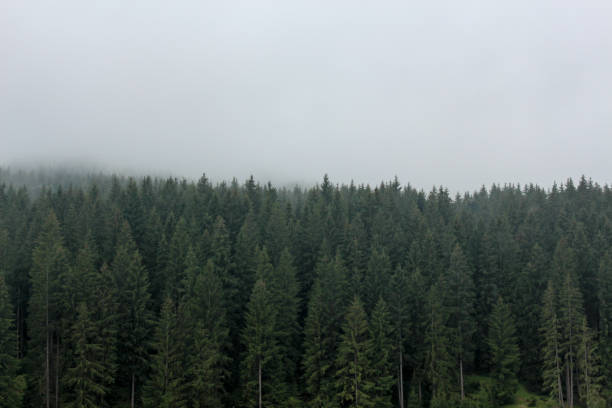 istock Forest of pine trees with hazy weather 1370132973