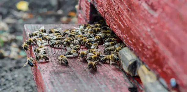 Photo of Close up of bees at the beehive entry - many bees entering beehive