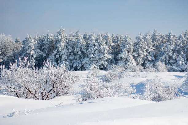 istock Pine trees covered in full snow during heavy snowing with plants in front and clear sky 1370133032