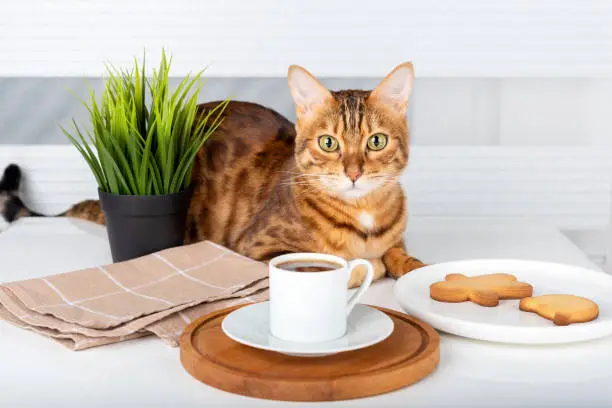 Photo of A cup of Turkish coffee, cookies and a cute cat