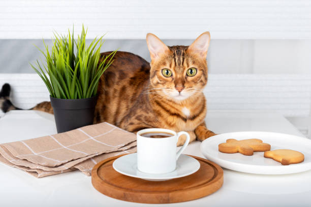 a cup of turkish coffee, cookies and a cute cat - domestic cat towel pets animal imagens e fotografias de stock