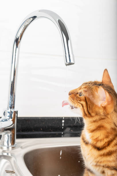 istock Bengal cat drinks water with her tongue from the tap. 1370134031