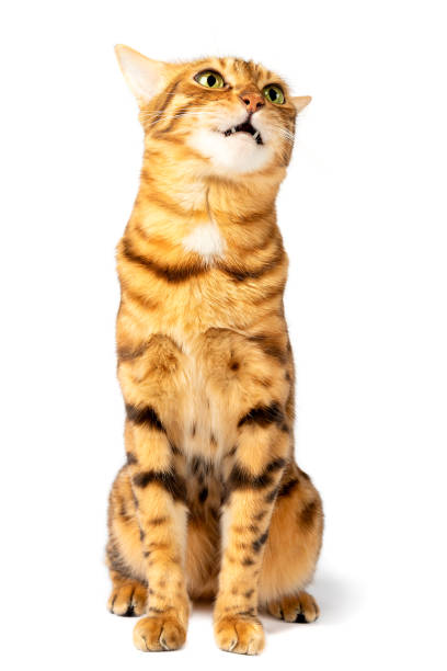 istock Bengal cat on a white background with a surprised muzzle and an open mouth. 1370134034