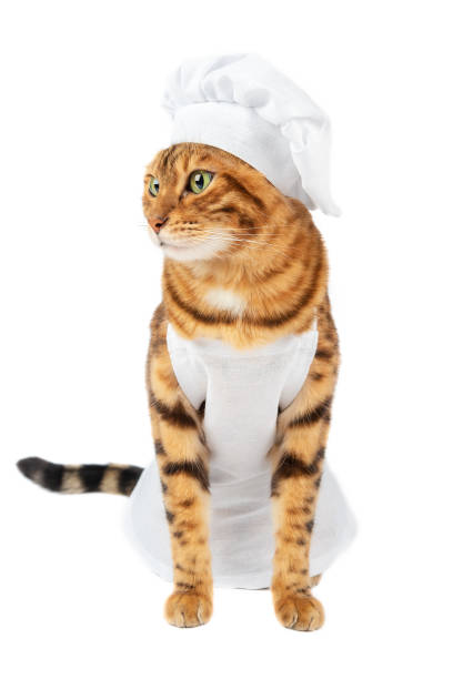 istock Funny cat wearing a cap and an apron isolated on a white background 1370134088