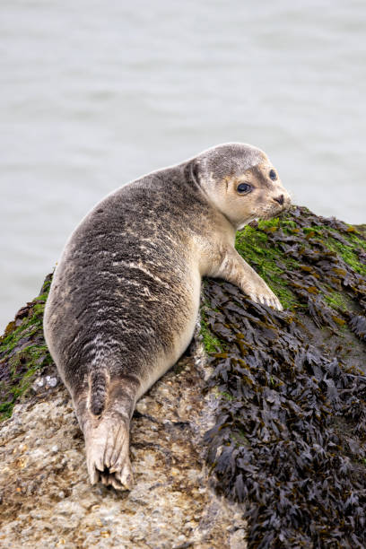 young seal resting on a rock - ijmuiden imagens e fotografias de stock