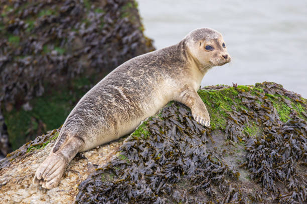 istock Young seal resting on a rock 1370134161