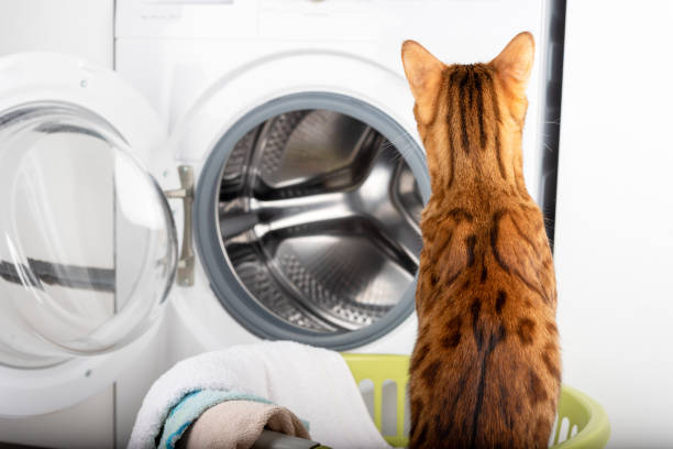 the cat looks at the washing machine. - domestic cat towel pets animal imagens e fotografias de stock