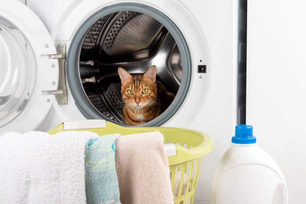 a cute bengal cat sits in an empty washing machine. - domestic cat towel pets animal imagens e fotografias de stock