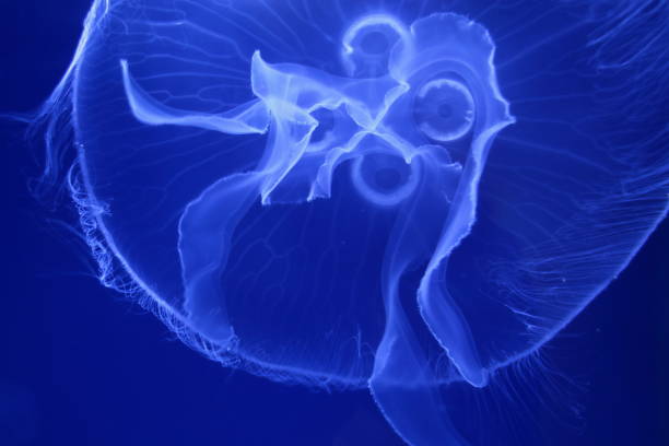 medusa común - jellyfish moon jellyfish underwater wildlife fotografías e imágenes de stock