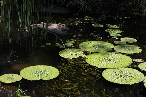 Prickly water lily in the pond