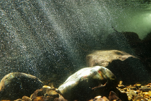 Underwater in a mountain stream