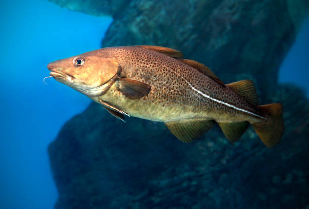 istock Atlantic Cod, Gadus morhua, portrait, close up 1370135955