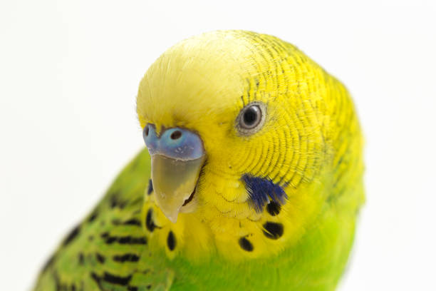 istock common parakeets budgerigar bird isolated on white background 1370139598