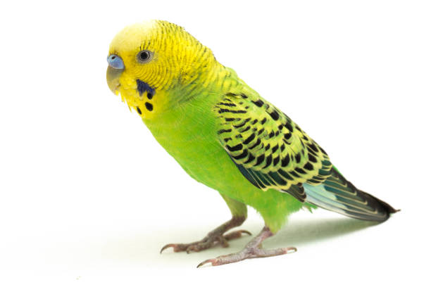 istock common parakeets budgerigar bird isolated on white background 1370139616