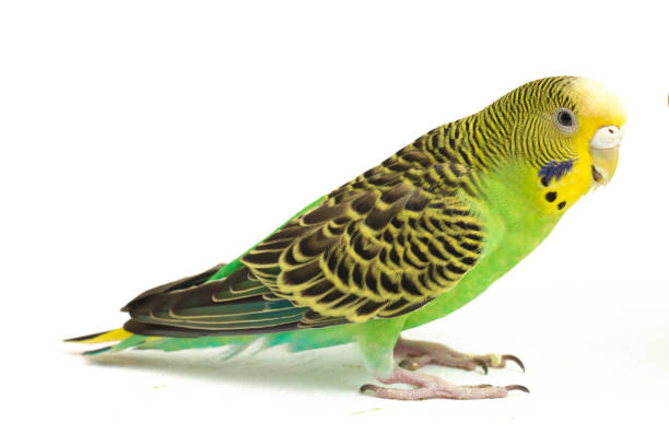 istock common parakeets budgerigar bird isolated on white background 1370139618