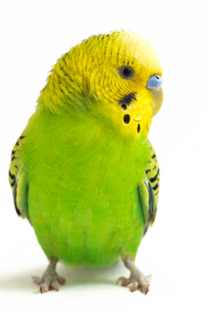 istock common parakeets budgerigar bird isolated on white background 1370139622