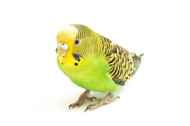 istock common parakeets budgerigar bird isolated on white background 1370139632