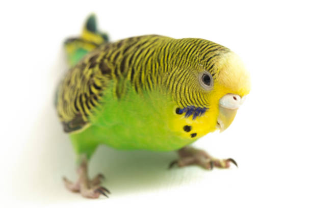istock common parakeets budgerigar bird isolated on white background 1370139636