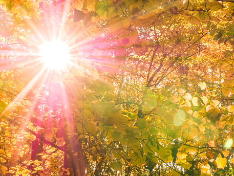 Bright sun star shining through the autumn yellow leaves in the forest.
