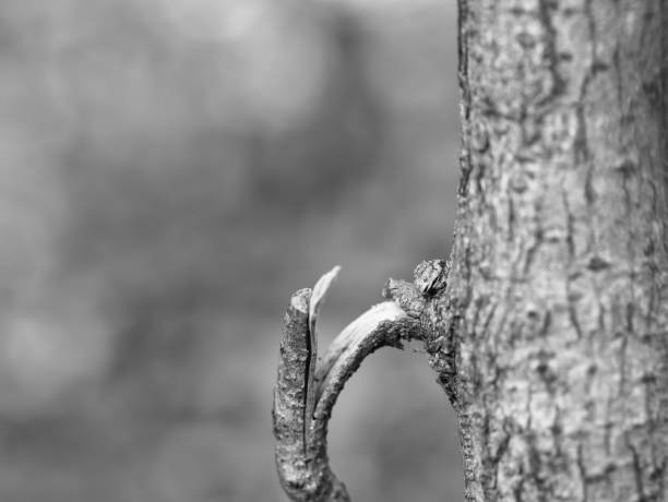 Broken tree branch hanging from the tree trunk in the forest on blurred background.