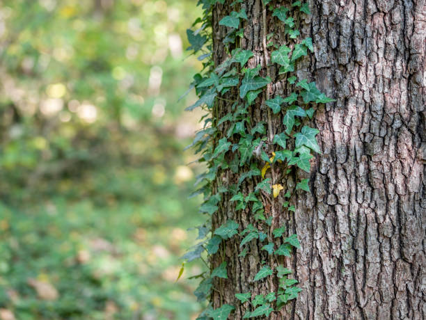 Green Ivy leaves on the tree bark. Green Ivy leaves on the tree bark in the forest ivy tree bark wood stock pictures, royalty-free photos & images