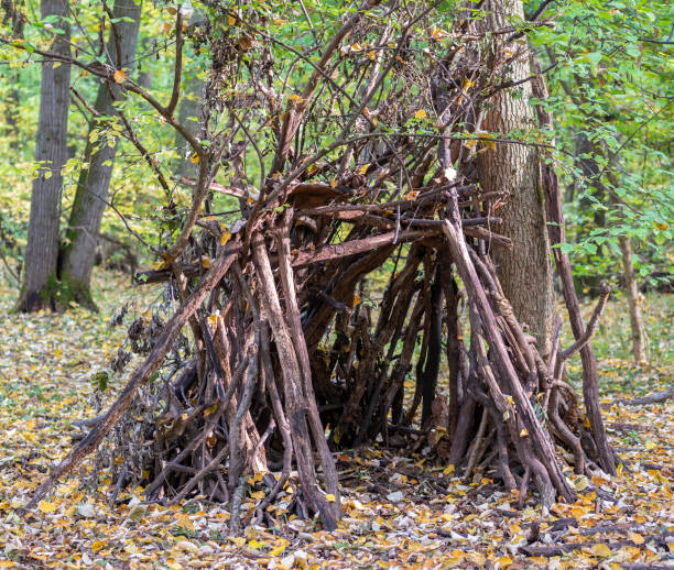 Survival shelter in the woods made from tree branches.