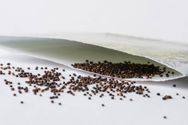 Thyme Seeds Spilled from a Packet stock photo