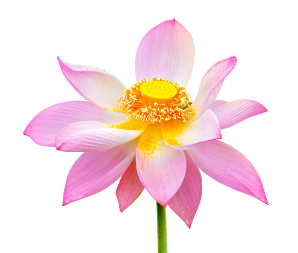 beau rose lotus isolé sur fond blanc - lily pad bloom photos et images de collection