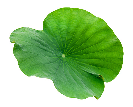 Beautiful lotus leaf isolated on white background.
