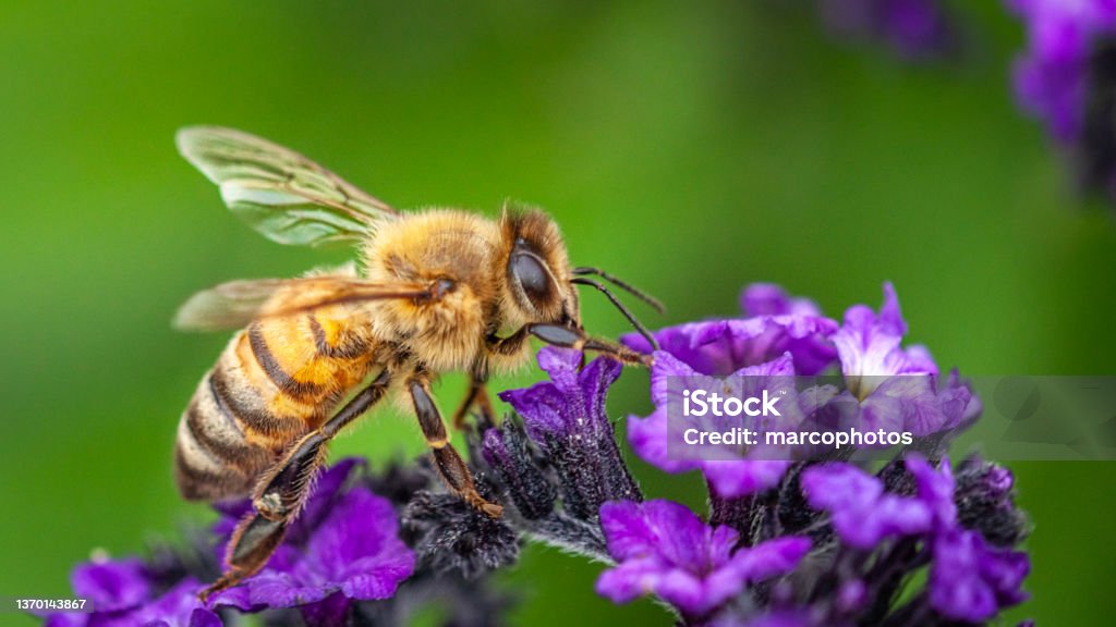 Abeille domestique, Apis mellifera, Apidae, Honey bee. A honey bee forages on a flower in autumn in a botanical garden. Honey Bee Stock Photo