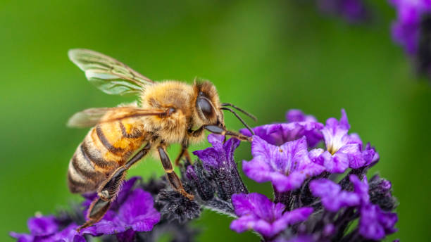 Abeille domestique, Apis mellifera, Apidae, Honey bee. A honey bee forages on a flower in autumn in a botanical garden. canada close up color image day stock pictures, royalty-free photos & images