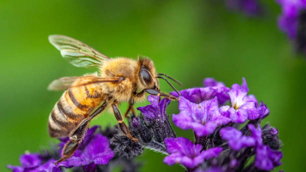 abeille domestique, apis mellifera, apidae, медоносная пчела. - animal beautiful beauty in nature bee стоковые фото и изображения