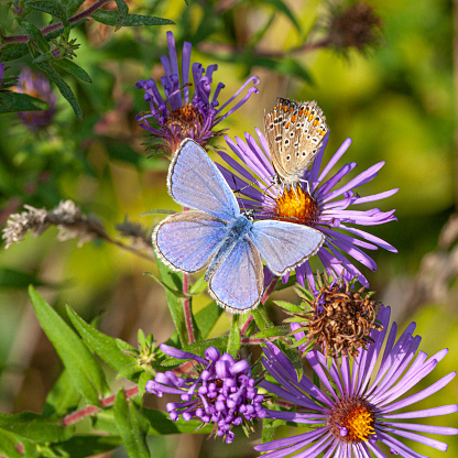 Male and female common blue butterfly forages on an aster in a field.