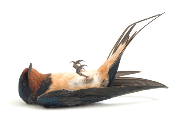 Bird barn swallow Hirundo rustica swift isolated on a white background