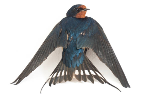 istock Bird barn swallow swift isolated on a white background 1370144343