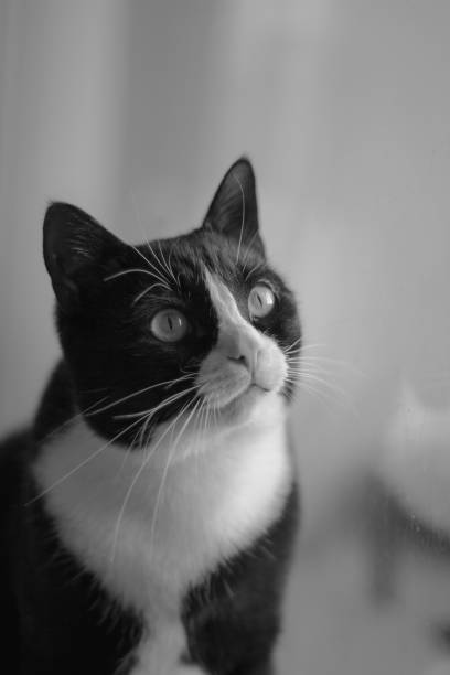 istock Beautiful black cat sitting on windowsill and looking to a window 1370145512