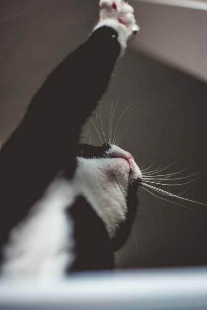 istock black cat with a white neck sits on a white table with an outstretched paw to step on the windowsill. 1370145592