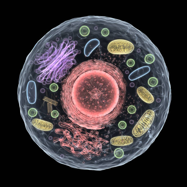 3d 살아있는 세포 - 세포 뉴스 사진 이미지