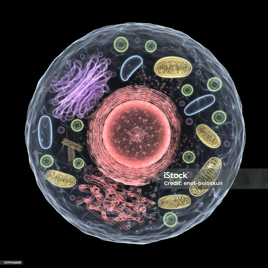 3d living cell 3d animal cell on black background Mitochondrion Stock Photo