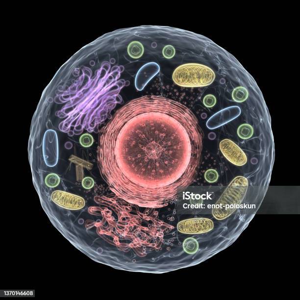 3d Living Cell Stock Photo - Download Image Now - Mitochondrion, Biological Cell, Nucleus