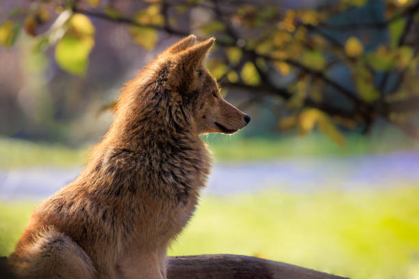 istock Portrait of Eastern Coyote 1370147773