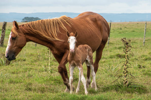 istock Free horses in the farm 1370147973