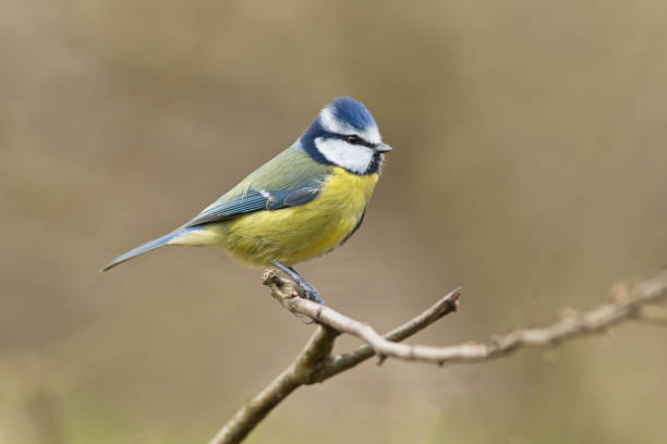 istock Blue Tit in habitat 1370148929