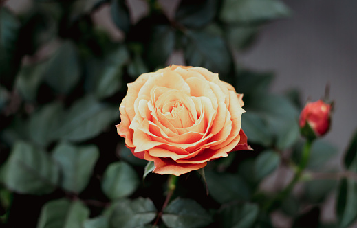 Beautiful single orange rose with bud blooming in summer garden