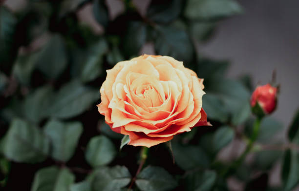 single orange rose with bud in summer garden - hybrid tea rose imagens e fotografias de stock