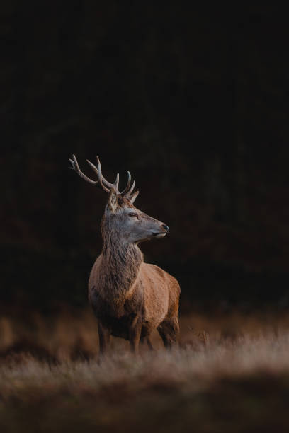 rothirsch hirsch - huftier stock-fotos und bilder