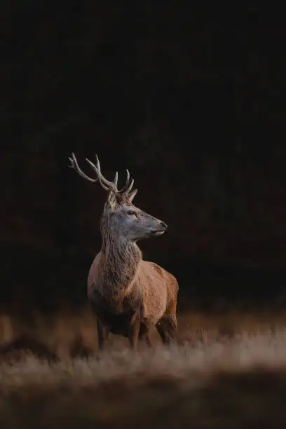 Red deer stag